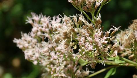 Fotografia da espécie Eupatorium cannabinum subesp. cannabinum