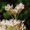 Fotografia 8 da espécie Eupatorium cannabinum subesp. cannabinum do Jardim Botânico UTAD