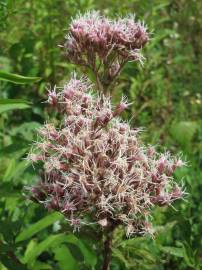 Fotografia da espécie Eupatorium cannabinum subesp. cannabinum