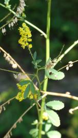 Fotografia da espécie Melilotus officinalis