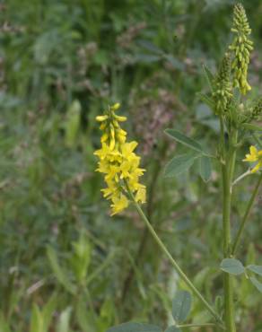 Fotografia 5 da espécie Melilotus officinalis no Jardim Botânico UTAD