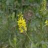 Fotografia 5 da espécie Melilotus officinalis do Jardim Botânico UTAD