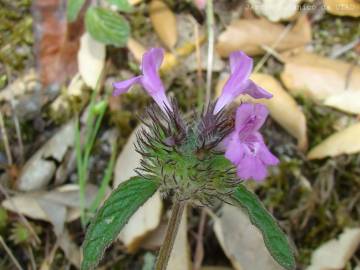 Fotografia da espécie Satureja vulgaris subesp. vulgaris