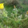 Fotografia 4 da espécie Picris hieracioides do Jardim Botânico UTAD