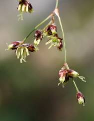 Luzula sylvatica subesp. sylvatica