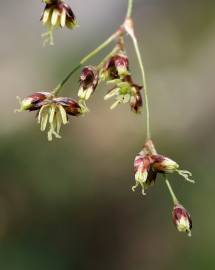 Fotografia da espécie Luzula sylvatica subesp. sylvatica