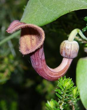 Fotografia 3 da espécie Aristolochia baetica no Jardim Botânico UTAD