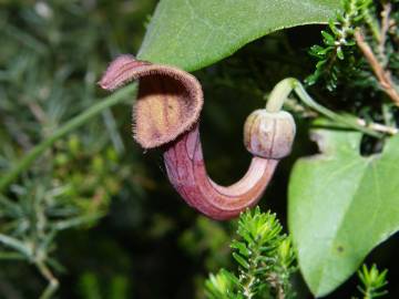 Fotografia da espécie Aristolochia baetica