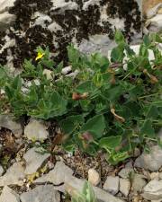 Fotografia da espécie Aristolochia pistolochia