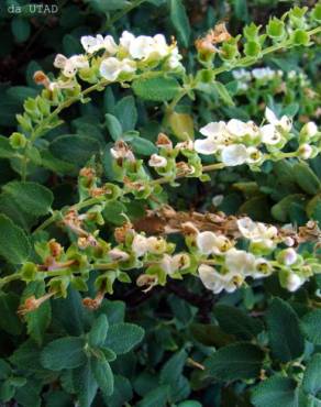 Fotografia 3 da espécie Teucrium salviastrum no Jardim Botânico UTAD