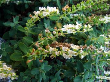 Fotografia da espécie Teucrium salviastrum