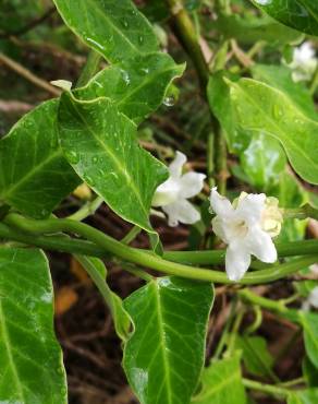 Fotografia 5 da espécie Araujia sericifera no Jardim Botânico UTAD