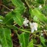 Fotografia 5 da espécie Araujia sericifera do Jardim Botânico UTAD