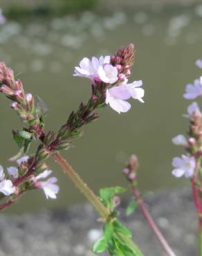 Fotografia 5 da espécie Verbena officinalis no Jardim Botânico UTAD