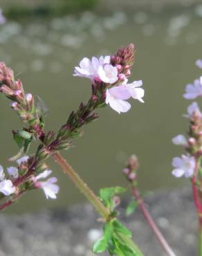 Fotografia 5 da espécie Verbena officinalis no Jardim Botânico UTAD