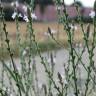 Fotografia 6 da espécie Verbena officinalis do Jardim Botânico UTAD