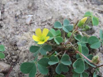 Fotografia da espécie Oxalis corniculata subesp. corniculata