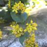 Fotografia 7 da espécie Lysimachia vulgaris do Jardim Botânico UTAD