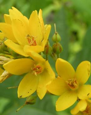 Fotografia 8 da espécie Lysimachia vulgaris no Jardim Botânico UTAD