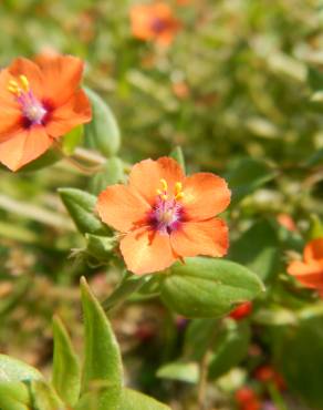 Fotografia 3 da espécie Anagallis arvensis subesp. arvensis no Jardim Botânico UTAD