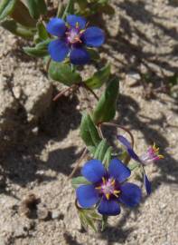 Fotografia da espécie Anagallis foemina