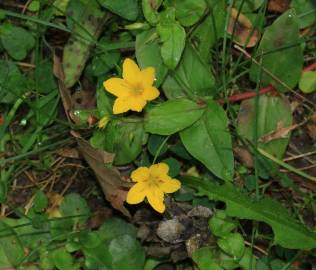 Fotografia da espécie Lysimachia nemorum