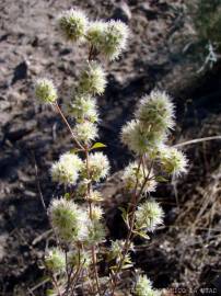 Fotografia da espécie Thymus mastichina