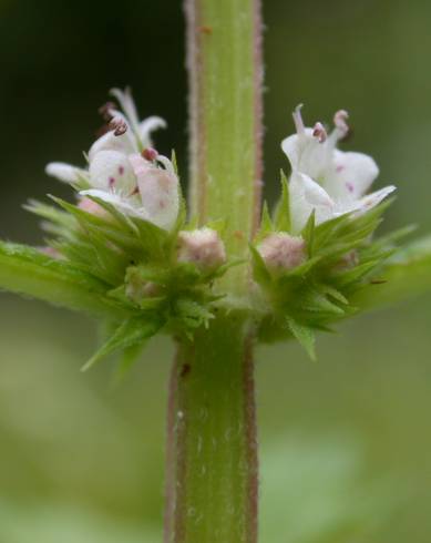 Fotografia de capa Lycopus europaeus - do Jardim Botânico