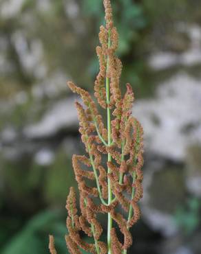 Fotografia 4 da espécie Osmunda regalis no Jardim Botânico UTAD