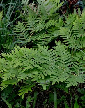 Fotografia 5 da espécie Osmunda regalis no Jardim Botânico UTAD