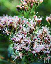 Fotografia da espécie Eupatorium cannabinum