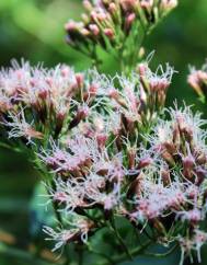 Eupatorium cannabinum subesp. cannabinum