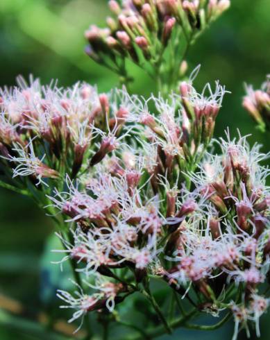 Fotografia de capa Eupatorium cannabinum subesp. cannabinum - do Jardim Botânico