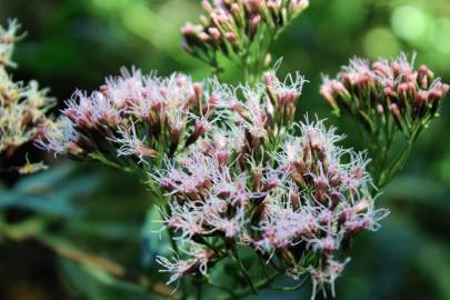 Fotografia da espécie Eupatorium cannabinum subesp. cannabinum