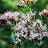 Fotografia 1 da espécie Eupatorium cannabinum subesp. cannabinum do Jardim Botânico UTAD