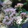 Fotografia 11 da espécie Eupatorium cannabinum subesp. cannabinum do Jardim Botânico UTAD