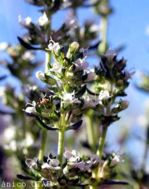 Fotografia 3 da espécie Thymus zygis subesp. zygis no Jardim Botânico UTAD