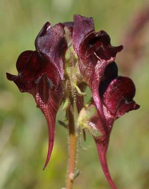 Fotografia 1 da espécie Linaria aeruginea subesp. aeruginea no Jardim Botânico UTAD