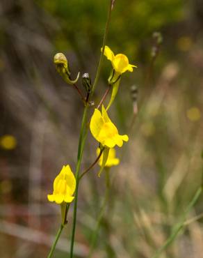 Fotografia 4 da espécie Linaria spartea no Jardim Botânico UTAD