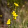 Fotografia 4 da espécie Linaria spartea do Jardim Botânico UTAD