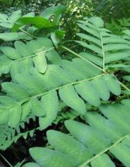 Osmunda regalis