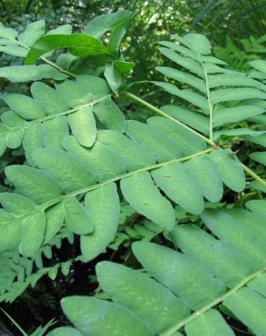 Fotografia de capa Osmunda regalis - do Jardim Botânico