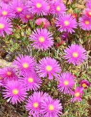 Lampranthus multiradiatus