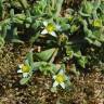 Fotografia 1 da espécie Aizoon hispanicum do Jardim Botânico UTAD