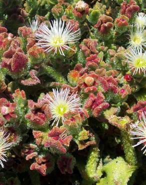 Fotografia 1 da espécie Mesembryanthemum crystallinum no Jardim Botânico UTAD