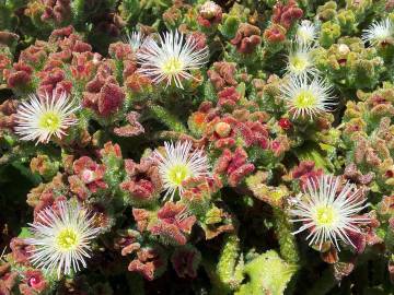 Fotografia da espécie Mesembryanthemum crystallinum