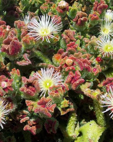 Fotografia de capa Mesembryanthemum crystallinum - do Jardim Botânico