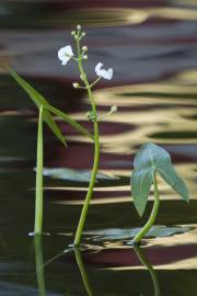 Fotografia da espécie Sagittaria sagittifolia