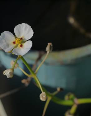 Fotografia 1 da espécie Sagittaria sagittifolia no Jardim Botânico UTAD