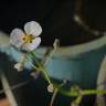 Fotografia 1 da espécie Sagittaria sagittifolia do Jardim Botânico UTAD